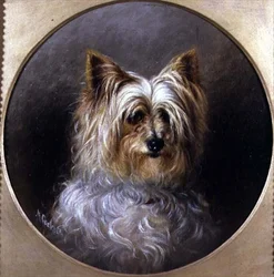Egy yorkshire terrier fejtanulmánya