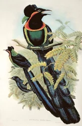 Arfak Astrapia, Astrapia Nigra - Paradicsommadár