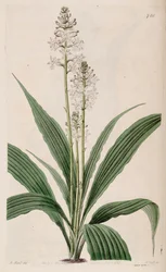 Calanthe triplicata (mint szin. Calanthe veratrifolia) (növény) illusztrációja
