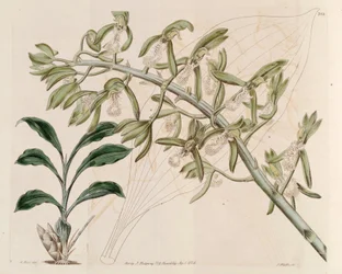Catasetum cristatum illusztrációja