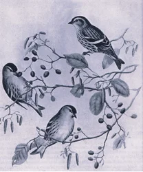 Siskins, Nature in Britain, Collins, 1946