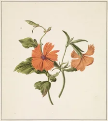 Sárga kínai rózsa (Rosa Chinensis Lutea)