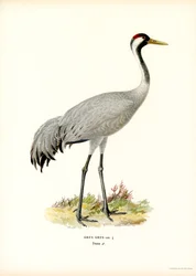 Daru (színes litho)
