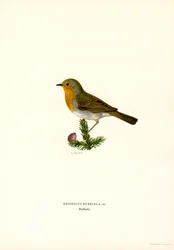 Robin (színes litó)