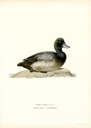 Amerikai kacsa (színes litho)