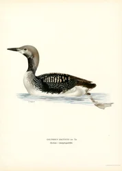 Arctic Loon (színes litó)