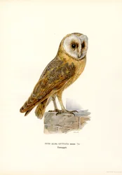 Fülesbagoly (színes litho)