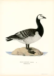 Barnacle Goose (színes litho)