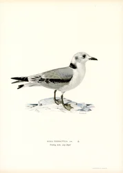 Fekete lábú Kittiwake (színes litó)