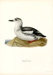 Tarka alka