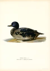 Fekete Scoter (színes litho)