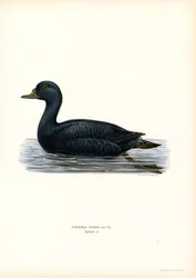 Fekete Scoter (színes litho)