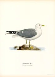 Közönséges sirály (színes litó)