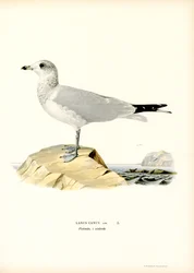 Közönséges sirály (színes litó)