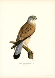 Közönséges vércse (színes litho)