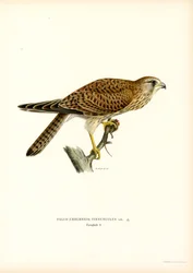 Közönséges vércse (színes litho)