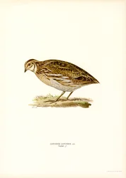 Közönséges fürj (színes litho)