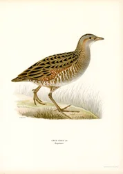 Corn Crake (színes litho)