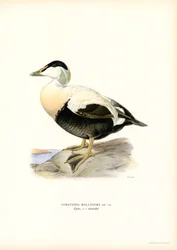Eder kacsa (színes litho)