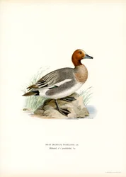Eurázsiai Wigeon (színes litó)