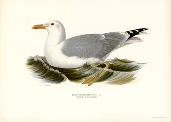 Európai halsirály (színes litho)