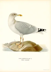 Európai halsirály (színes litho)