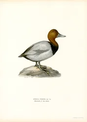Európai pochard (színes litho)