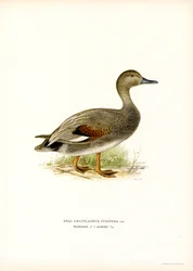 Gadwall (színes litó)
