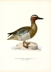 Garganey (színes litó)