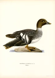Aranyszem kacsa (színes litho)