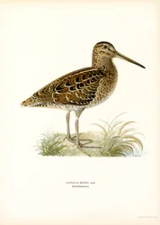Great Snipe (colour litho)   1412994   hu       hungarian Successfully Translated  Original: Lampornis veraguensis (Veraguan Mango) Translat: Lampornis veraguensis (Veraguan Mango) 1251004 hu hungarian Successfully Translated Original: Vossenvuren op Oudej