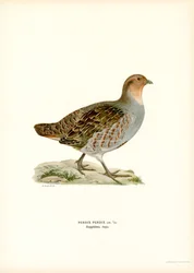 Szürke fogoly (színes litho)