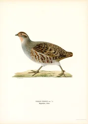 Szürke fogoly (színes litho)