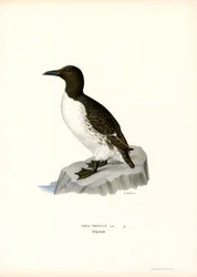 Guillemot (színes litó)