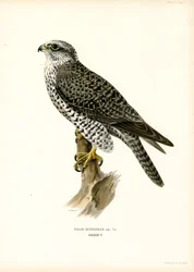 Gyrfalcon (színes litó)
