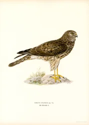 Tyúkhara (színes litó)