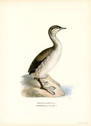 Szarvas vöcsök (színes litó)