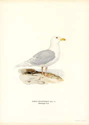 Izlandi sirály (színes litó)