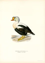 Királykacsa (színes litho)