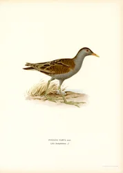 Little Crake (színes litó)