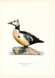 Kis Eider (színes litó)
