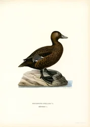 Kis Eider (színes litó)