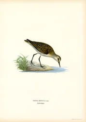 Kis Stint (színes litó)