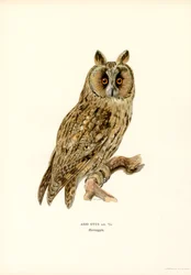 Hosszúfülű bagoly (színes litho)