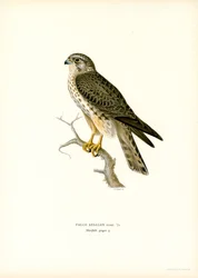 Merlin (színes litó)