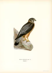 Merlin (színes litó)