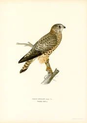 Merlin (színes litó)