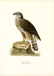 Northern Goshawk (színes litó)