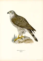 Northern Goshawk (színes litó)