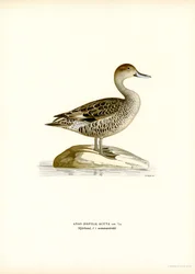 Northern Pintail (színes litó)